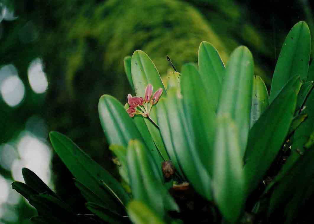 Bulbophyllum longiflorum