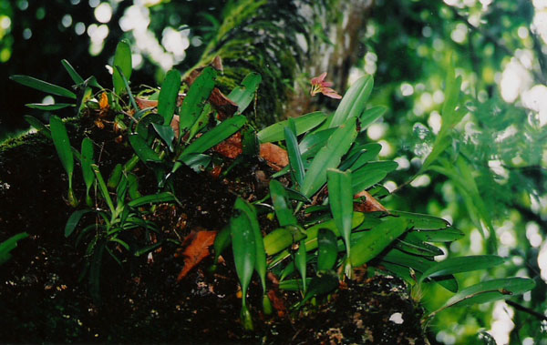 Bulbophyllum longiflorum