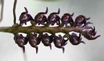 Bulbophyllum scaberulum