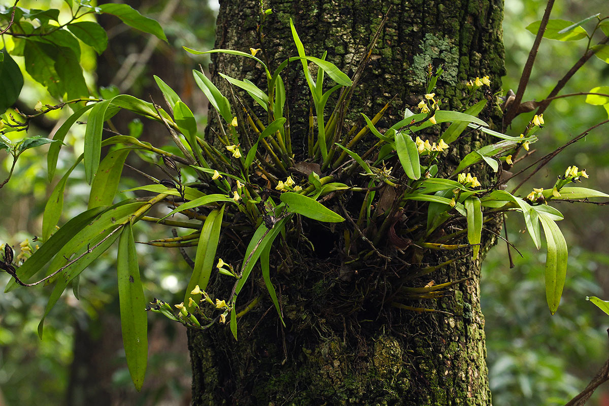 Polystachya albescens subsp. imbricata