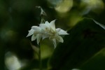 Polystachya cultriformis