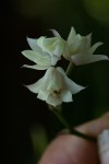 Polystachya cultriformis