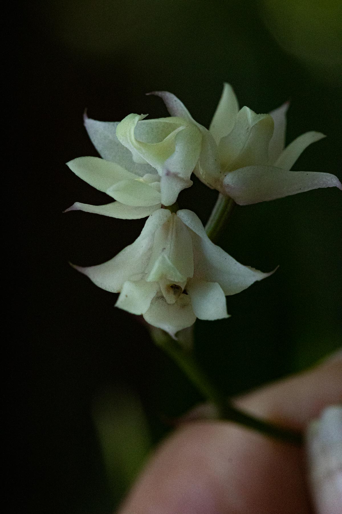 Polystachya cultriformis