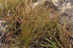 Polystachya dendrobiiflora