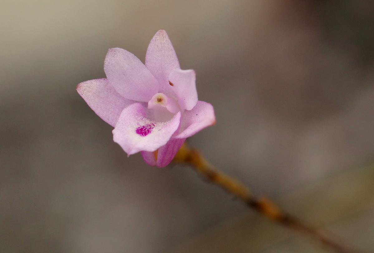 Polystachya dendrobiiflora