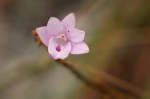 Polystachya dendrobiiflora