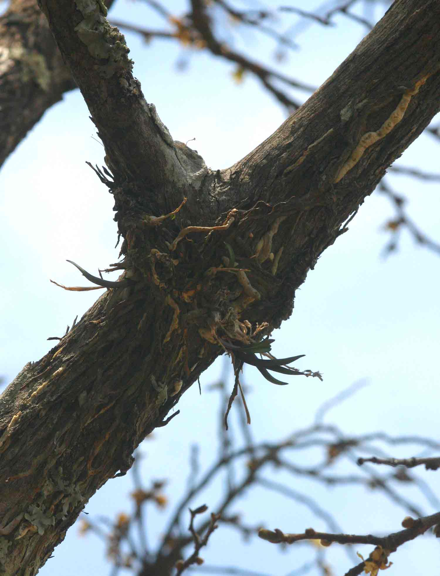 Polystachya greatrexii