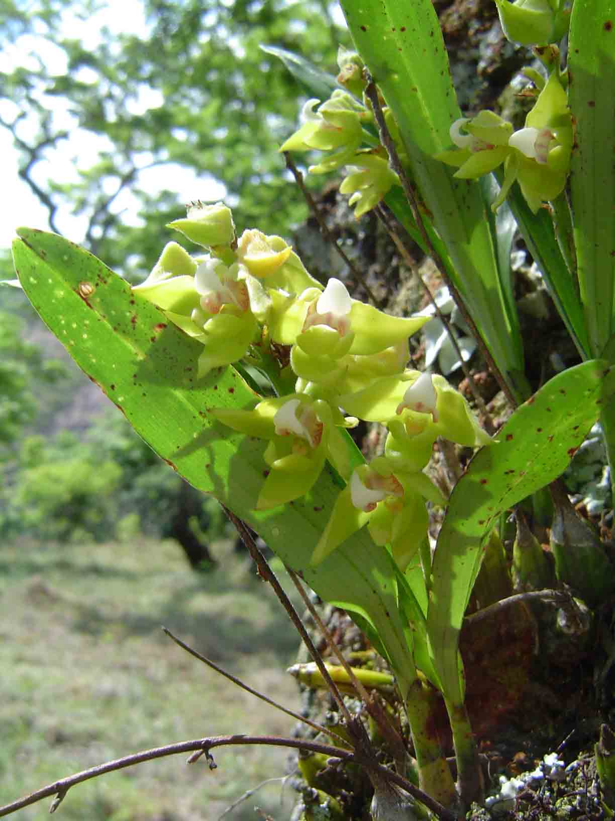 Polystachya zambesiaca