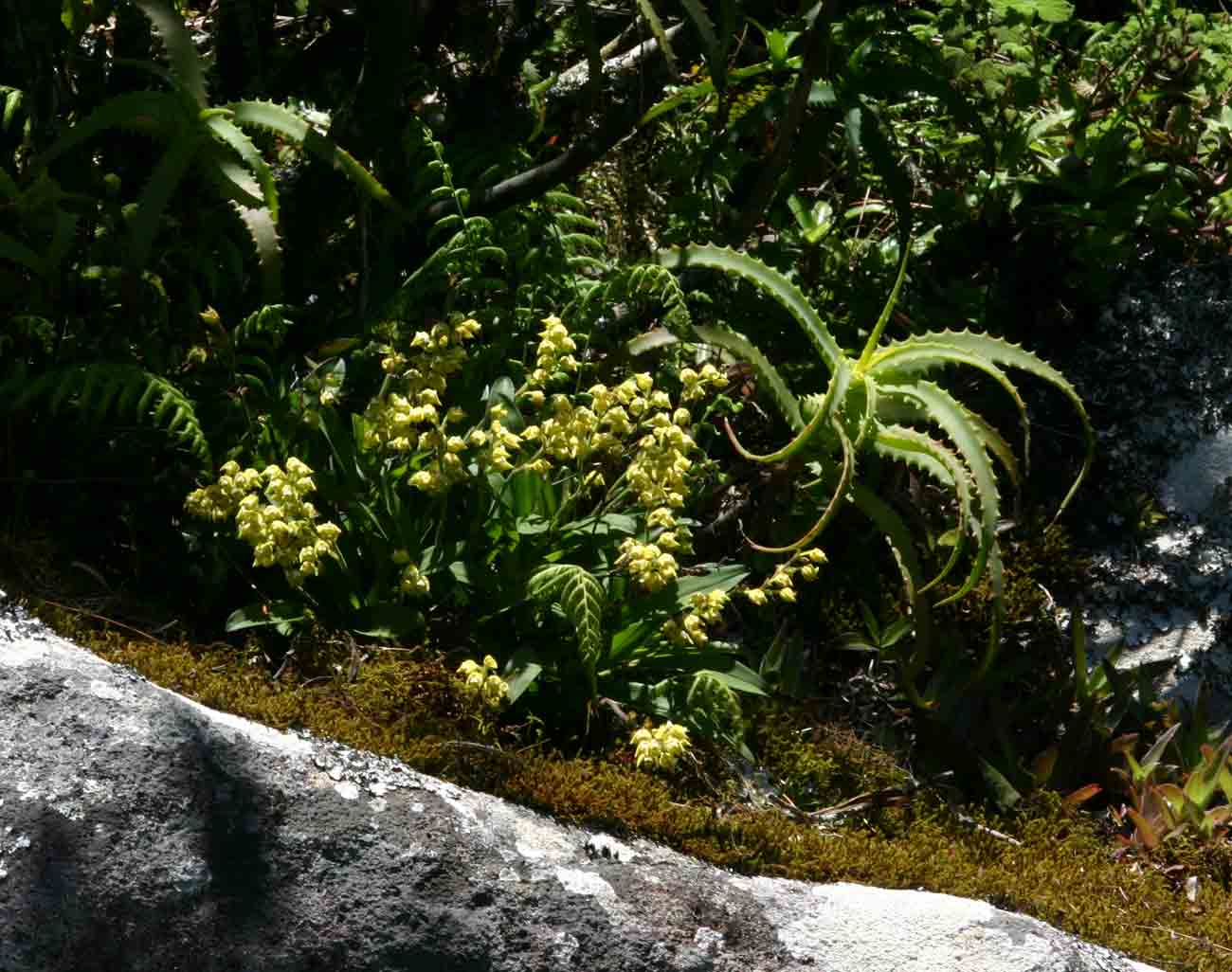 Polystachya zambesiaca