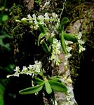 Angraecum chamaeanthus