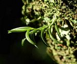 Angraecum humile