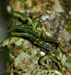 Angraecum humile