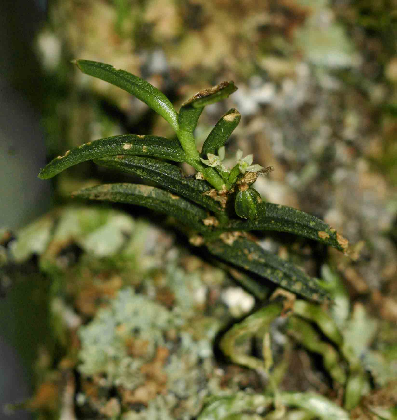 Angraecum humile