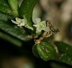 Angraecum humile