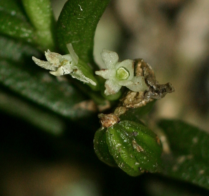 Angraecum humile