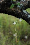 Aerangis kotschyana