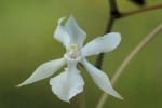 Aerangis kotschyana