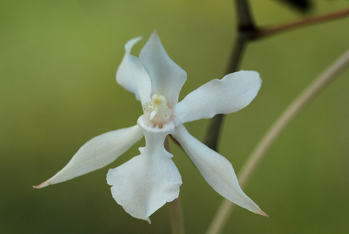 Aerangis kotschyana