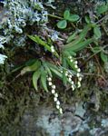 Bolusiella iridifolia subsp. picea