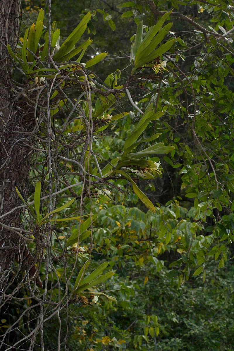 Cyrtorchis arcuata subsp. arcuata