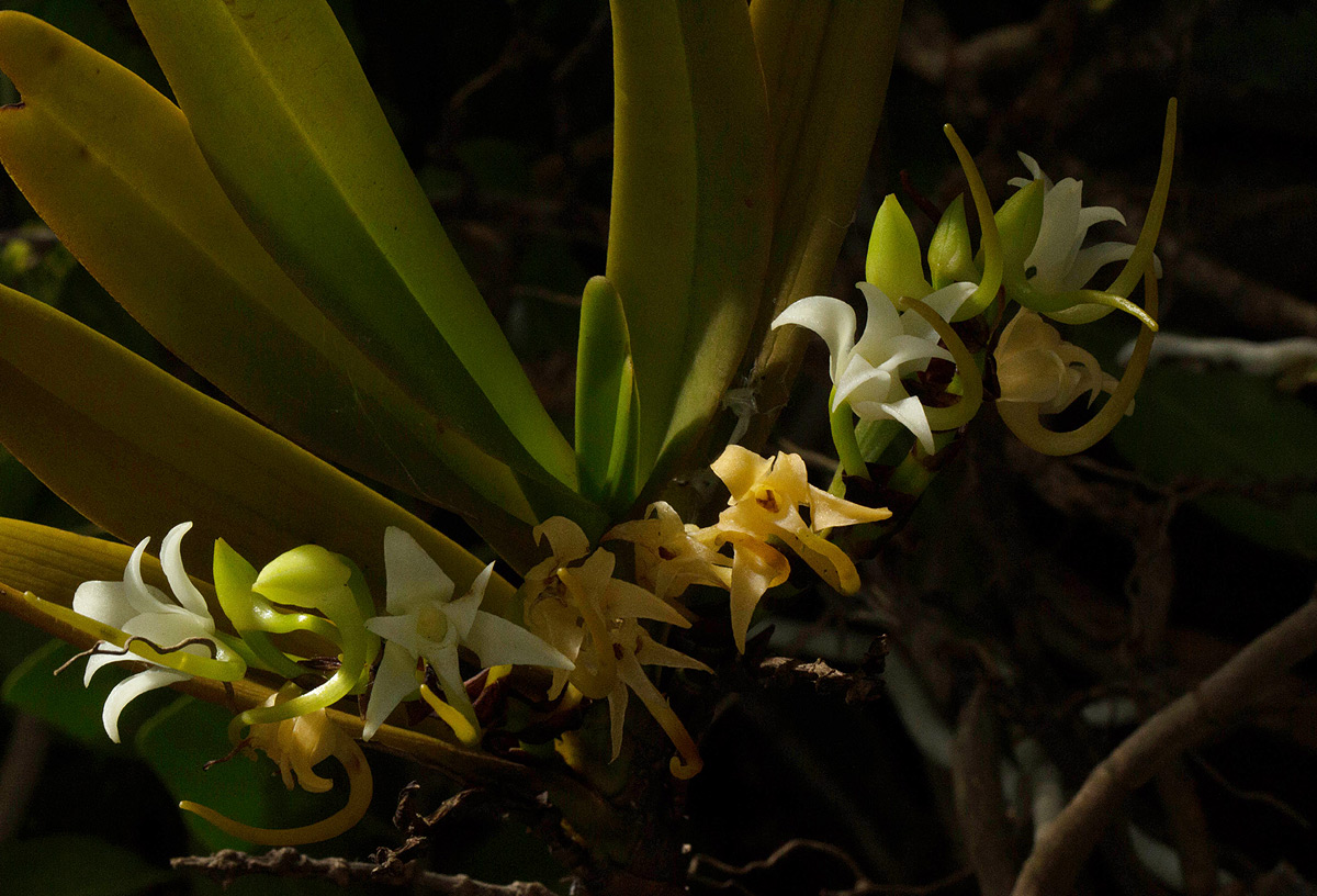 Cyrtorchis arcuata subsp. arcuata