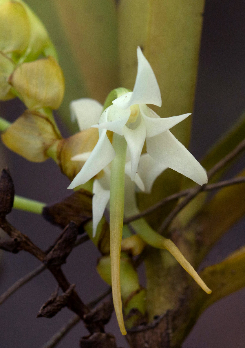 Cyrtorchis arcuata subsp. arcuata