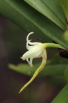 Cyrtorchis arcuata subsp. arcuata