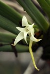 Cyrtorchis arcuata subsp. arcuata