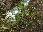 Cyrtorchis arcuata subsp. arcuata