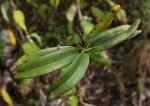 Cyrtorchis arcuata subsp. arcuata
