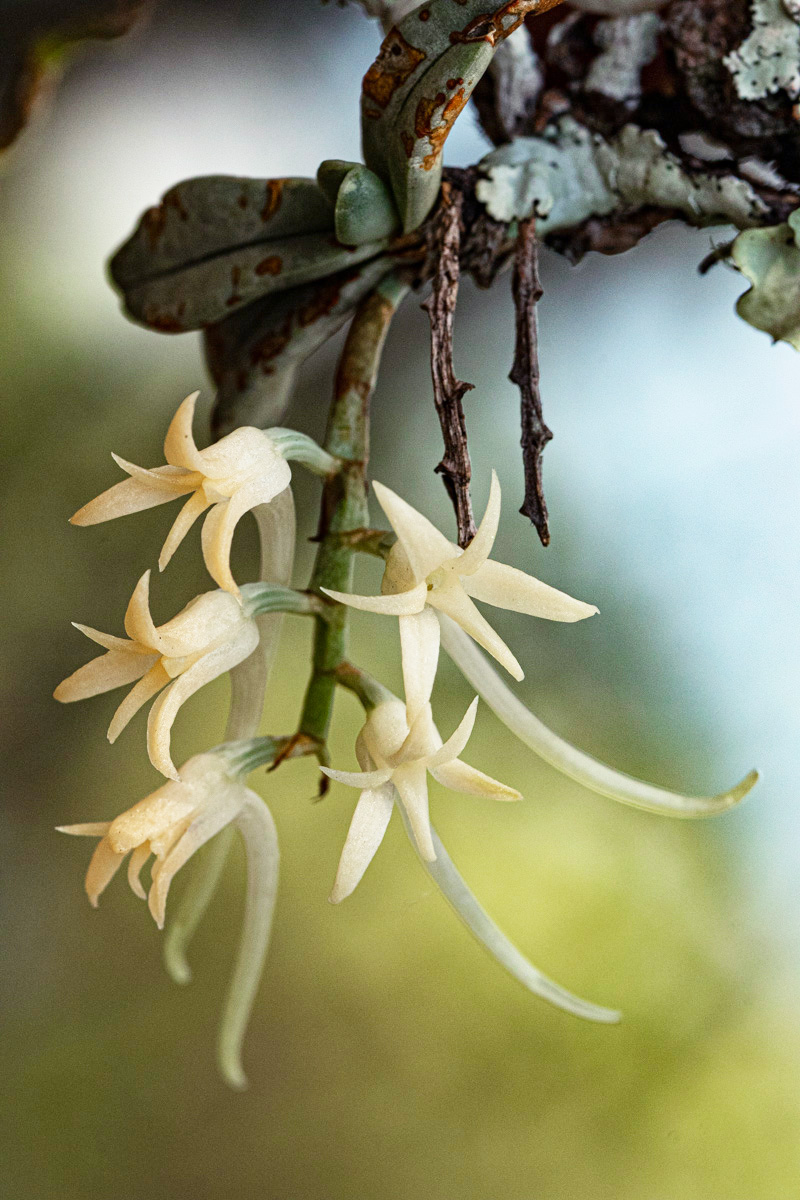Cyrtorchis crassifolia