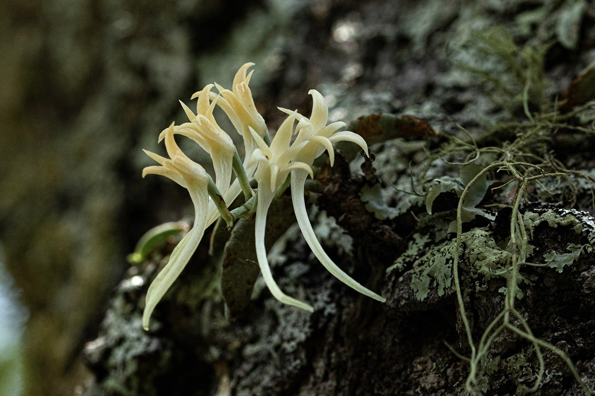 Cyrtorchis crassifolia