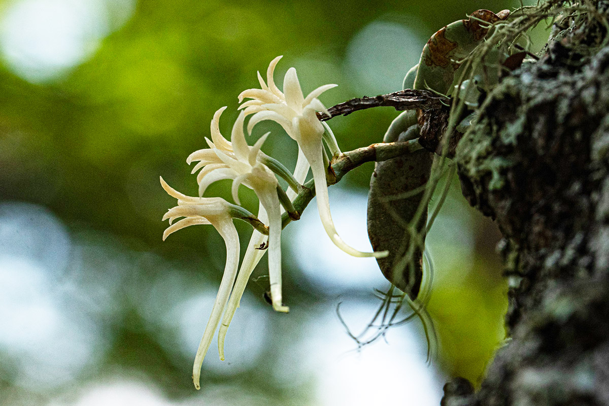 Cyrtorchis crassifolia