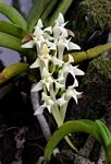 Cyrtorchis praetermissa subsp. praetermissa