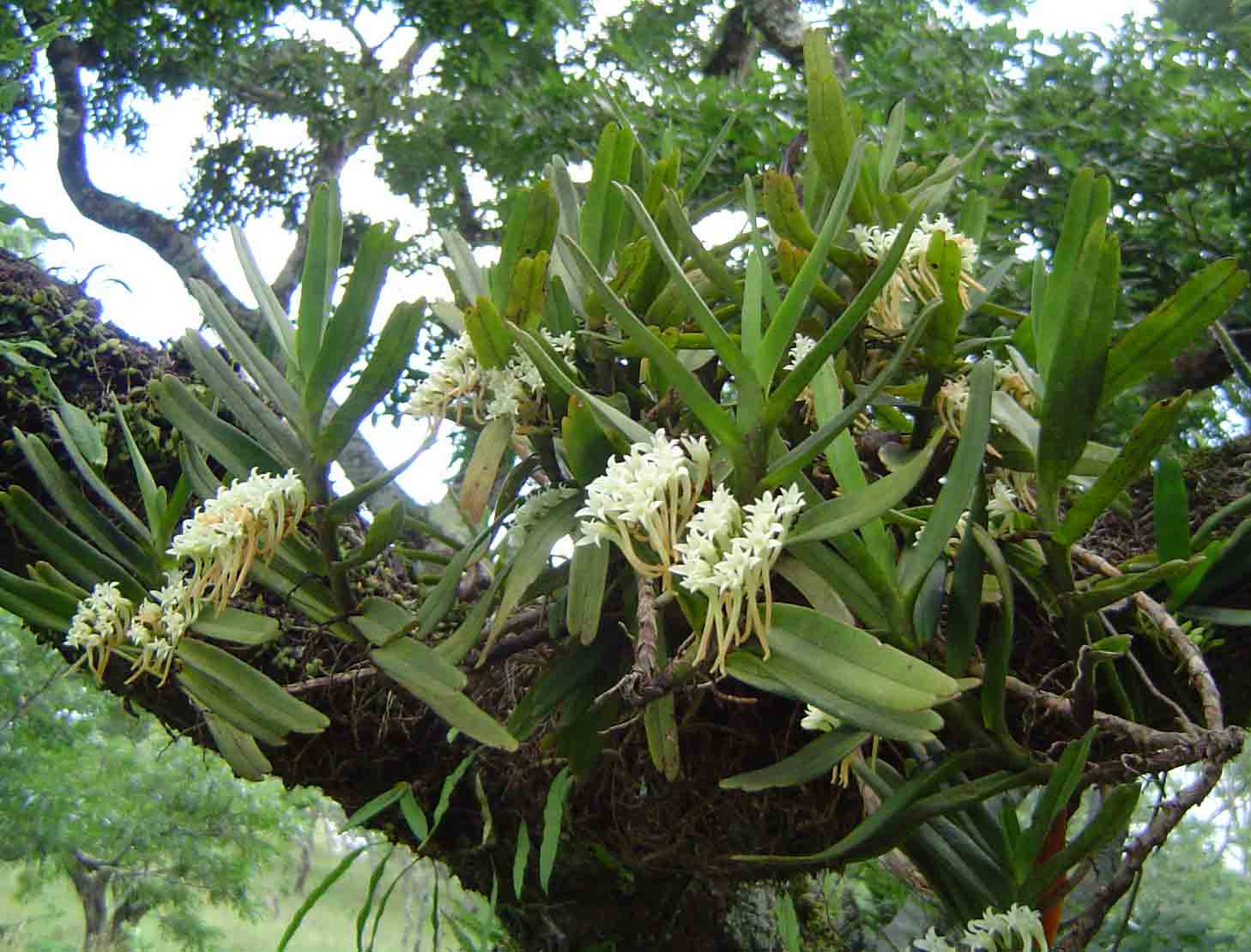 Cyrtorchis ringens