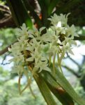 Cyrtorchis ringens