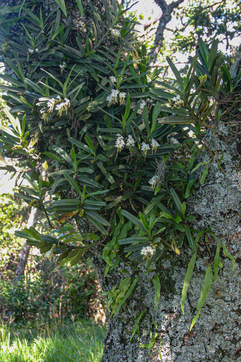 Cyrtorchis ringens