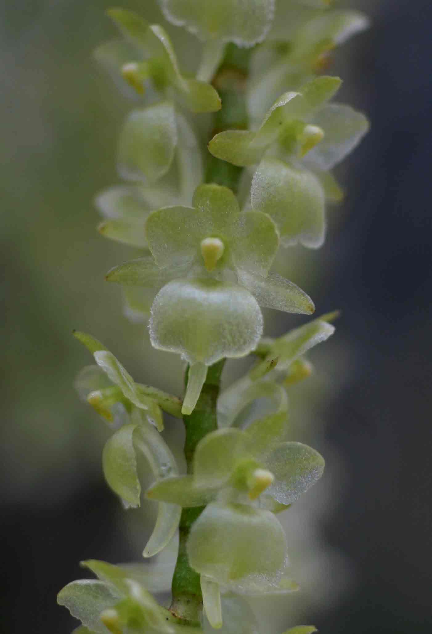 Rhipidoglossum xanthopollinium