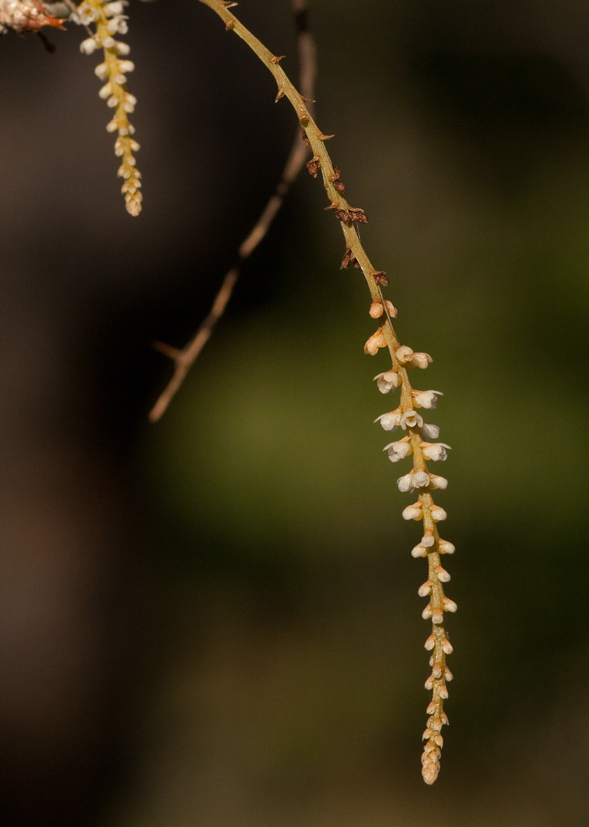 Microcoelia exilis