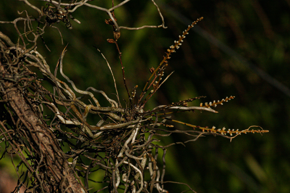 Microcoelia exilis