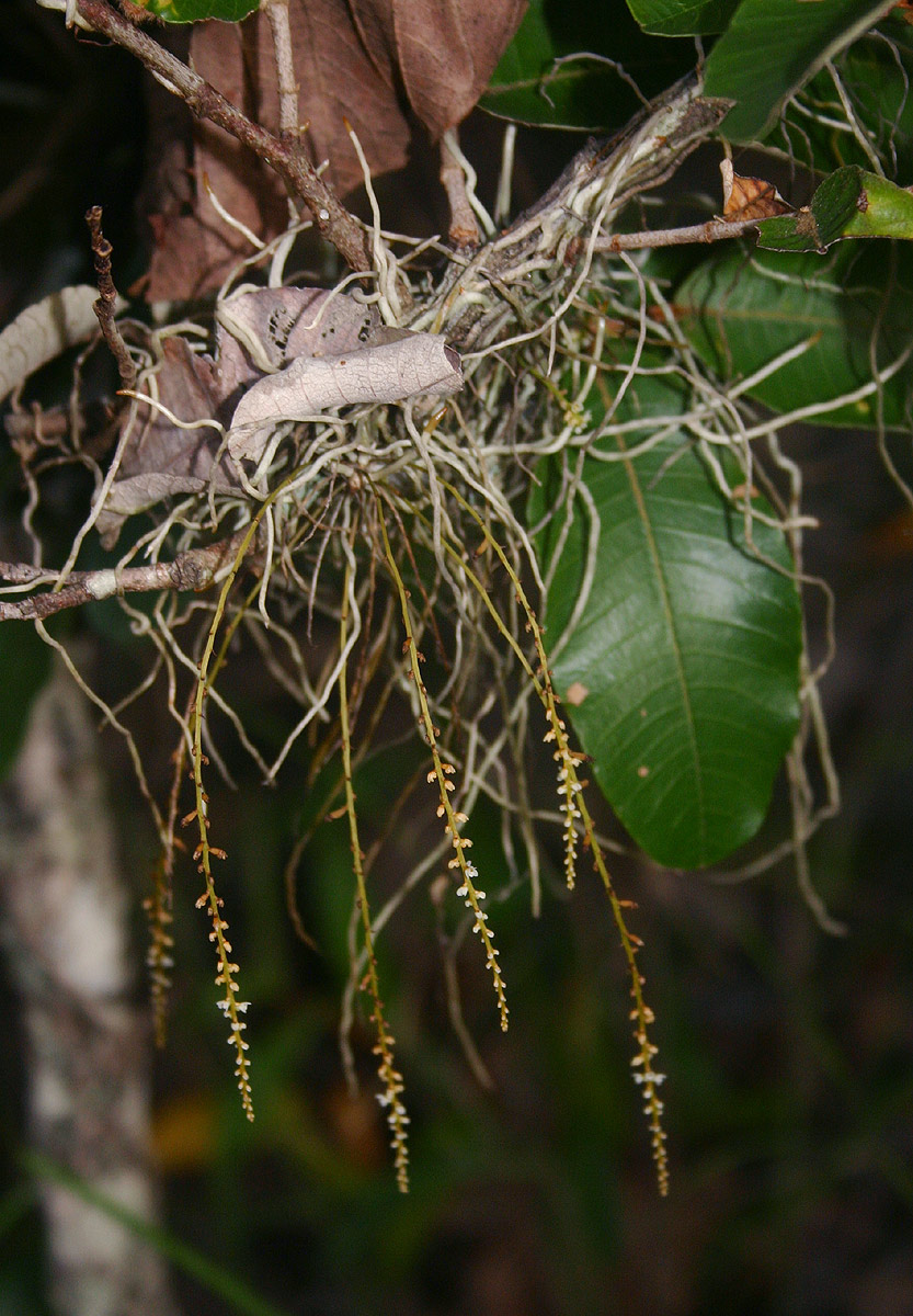 Microcoelia exilis