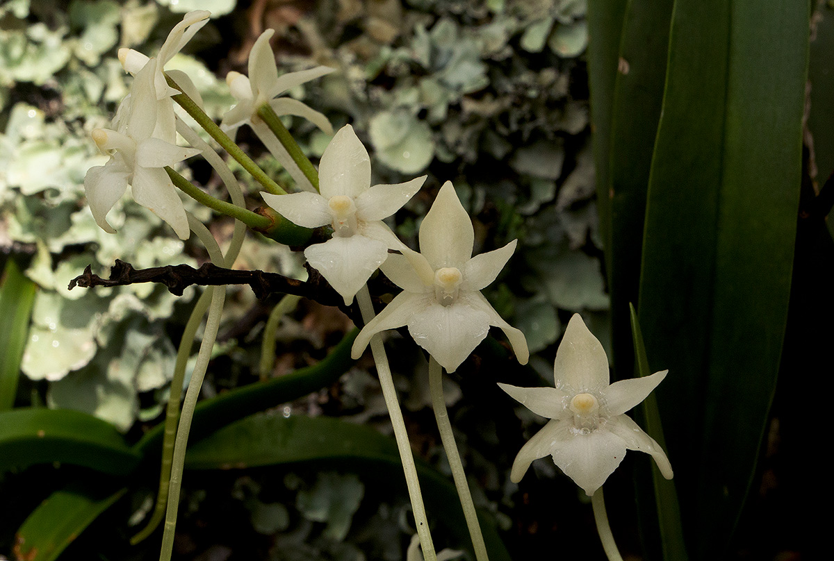 Rangaeris muscicola