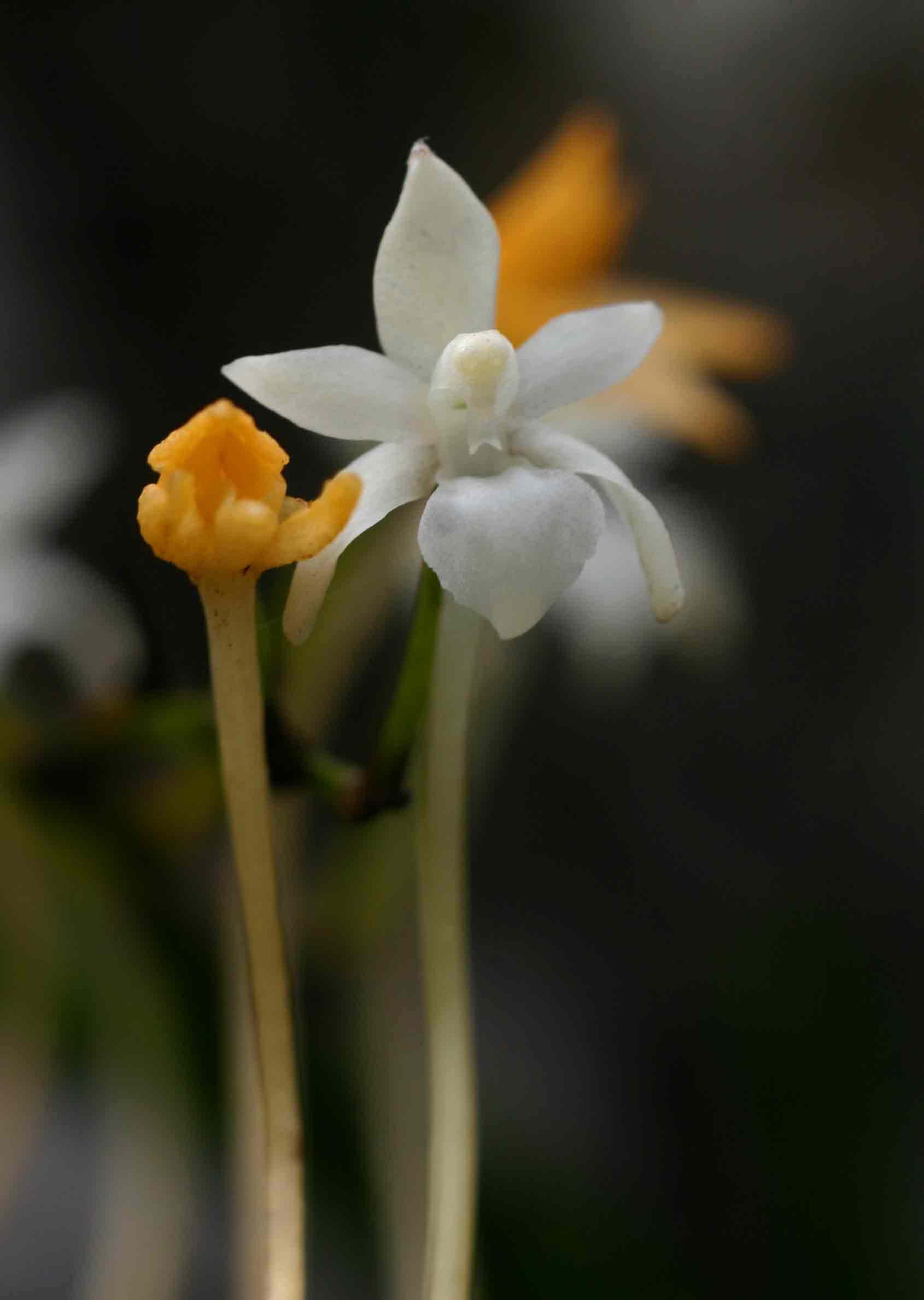 Rangaeris muscicola