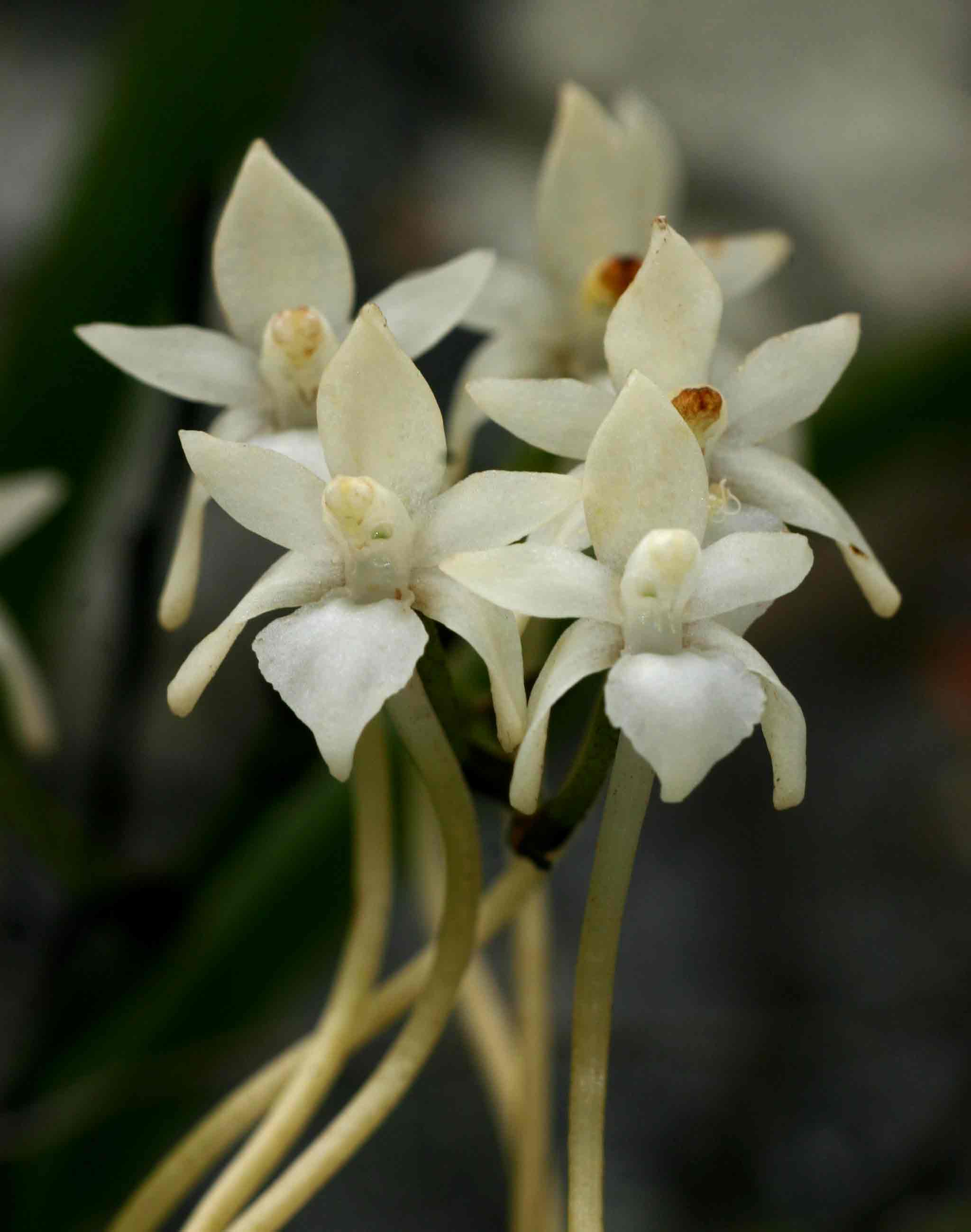 Rangaeris muscicola