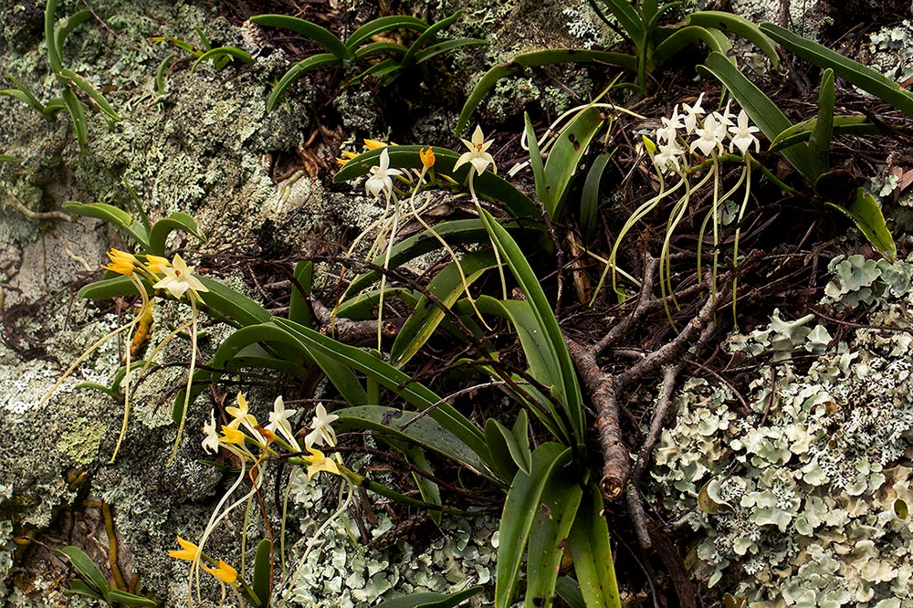 Rangaeris muscicola