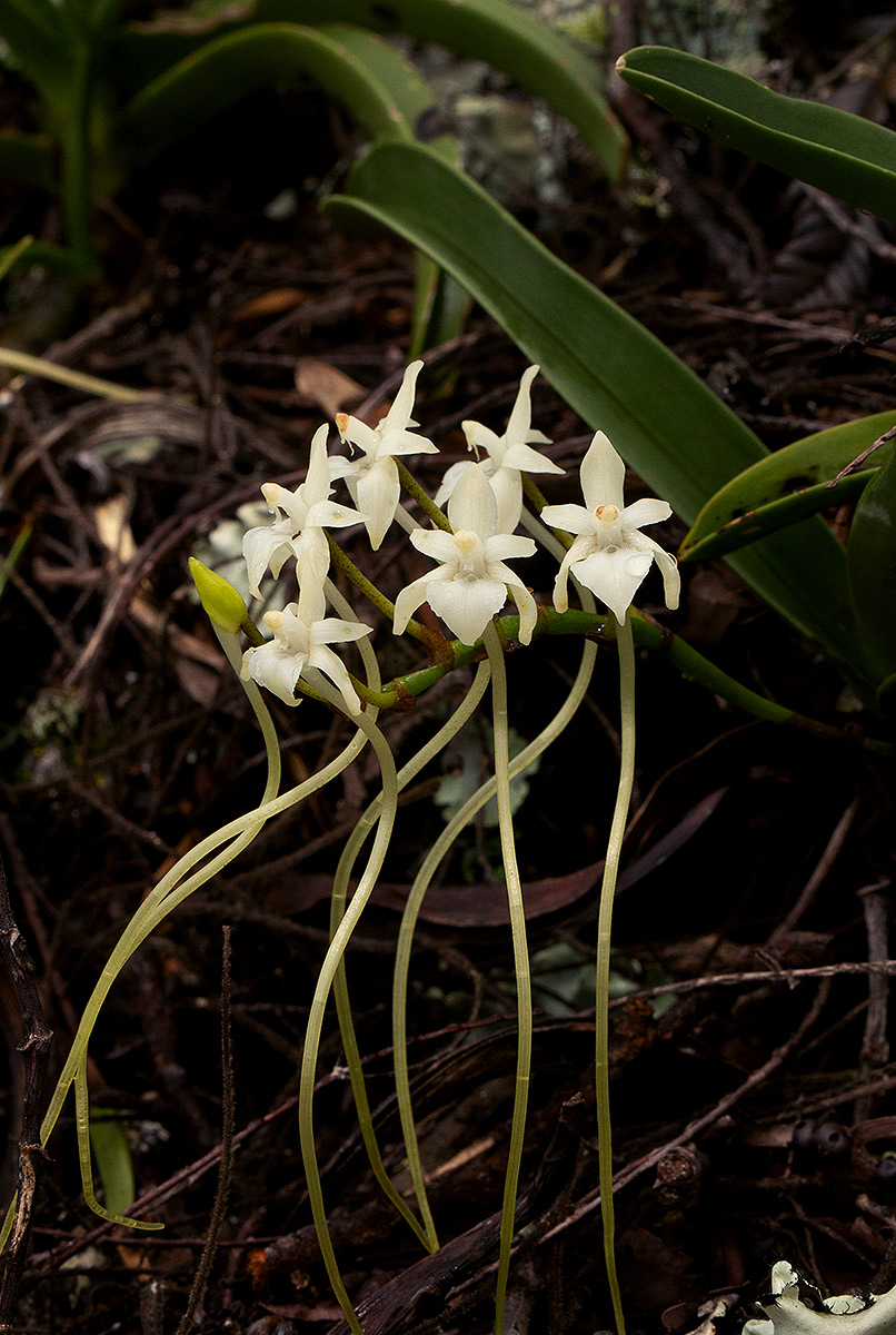 Rangaeris muscicola