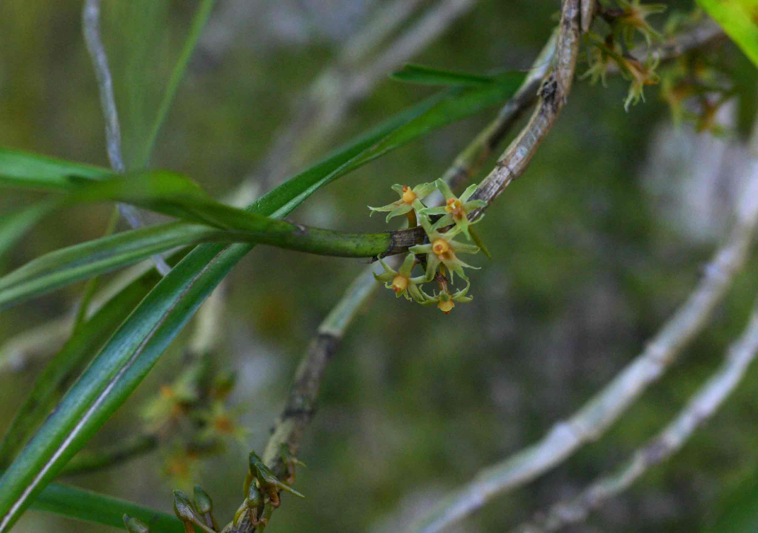 Tridactyle inaequilonga