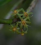 Tridactyle inaequilonga