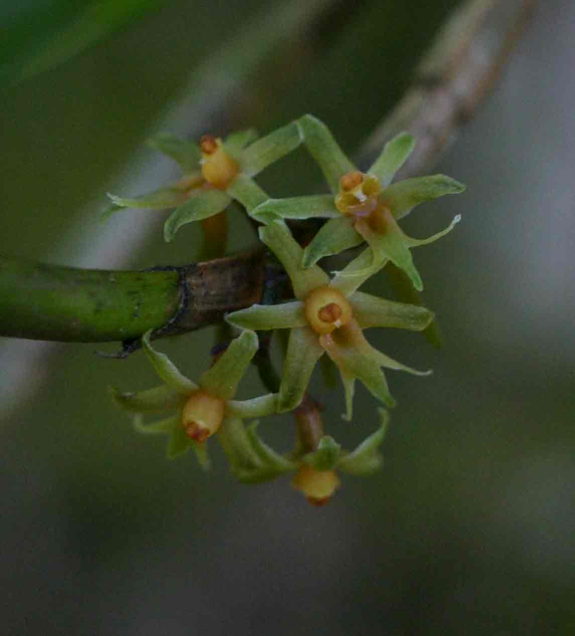 Tridactyle inaequilonga