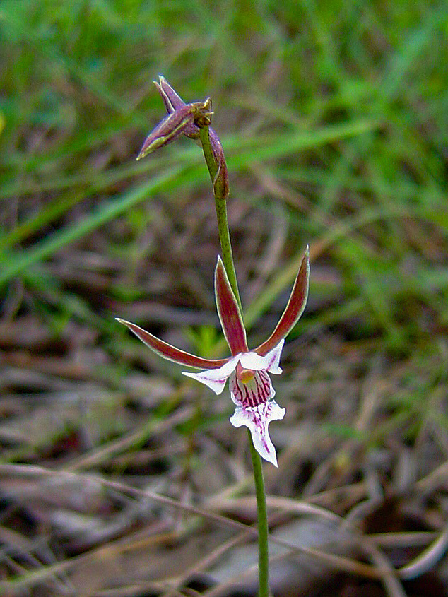 Eulophia acutilabra Eulophia acutilabra